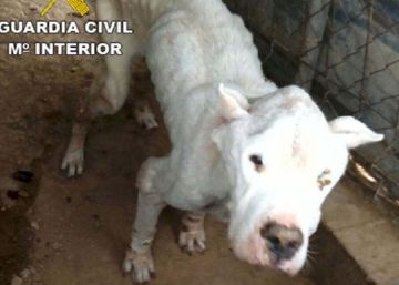 Condenado a seis meses de prisión por maltratar a sus perros en una finca de Almería