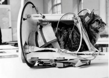 Félicette: la gata que salió de las calles de París para viajar al espacio