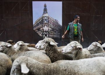 Las ovejas toman Madrid en la Fiesta de la Transhumancia