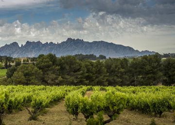 El cava del Penedès completa la seva reconversió ecològica