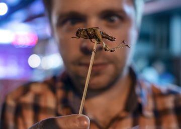 El poder de los insectos contra el hambre