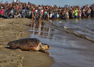 Por qué están desapareciendo las tortugas