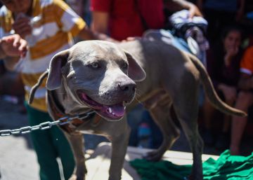 ‘Bolillo’, el perro fiel que acompaña la caravana de migrantes hasta EE UU