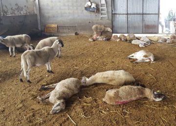 Mueren 23 ovejas por el ataque de varios perros en una granja de la provincia de Lleida