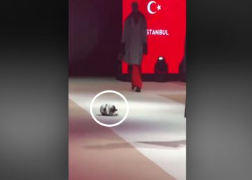 Un gato callejero se convierte en el protagonista de un desfile de moda