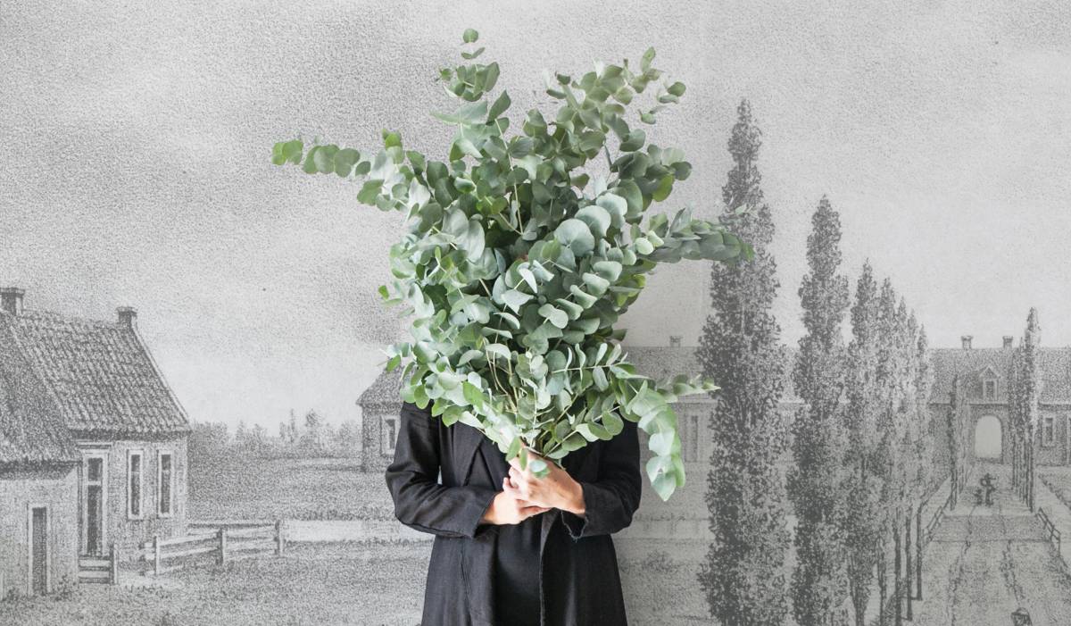 Muerte al cactus: la planta que debes tener ahora es aromática, barata y te puedes dar baños de vapor con ella