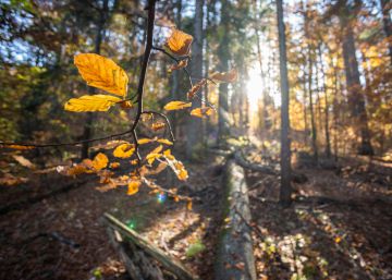El país con más de 100 normas y ningún plan para los bosques