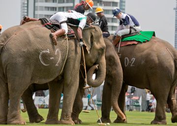 Las acusaciones de maltrato obligan a cancelar en Tailandia la Copa del Rey de Polo sobre Elefante