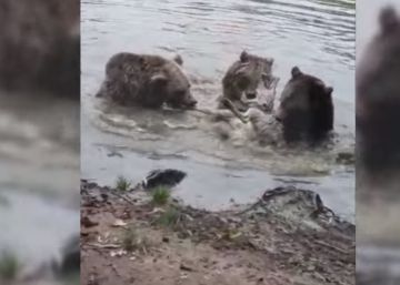 Tres osos matan a una loba con la que convivían en un zoo