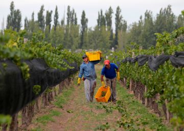 Argentina, tierra de vinos blancos