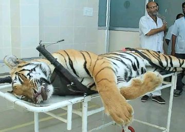 Dos cachorros de tigre huérfanos, en busca y captura por ser una amenaza para los seres humanos