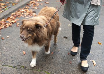 El sinsentido de pasar más tiempo con tu perro que con tus hijos