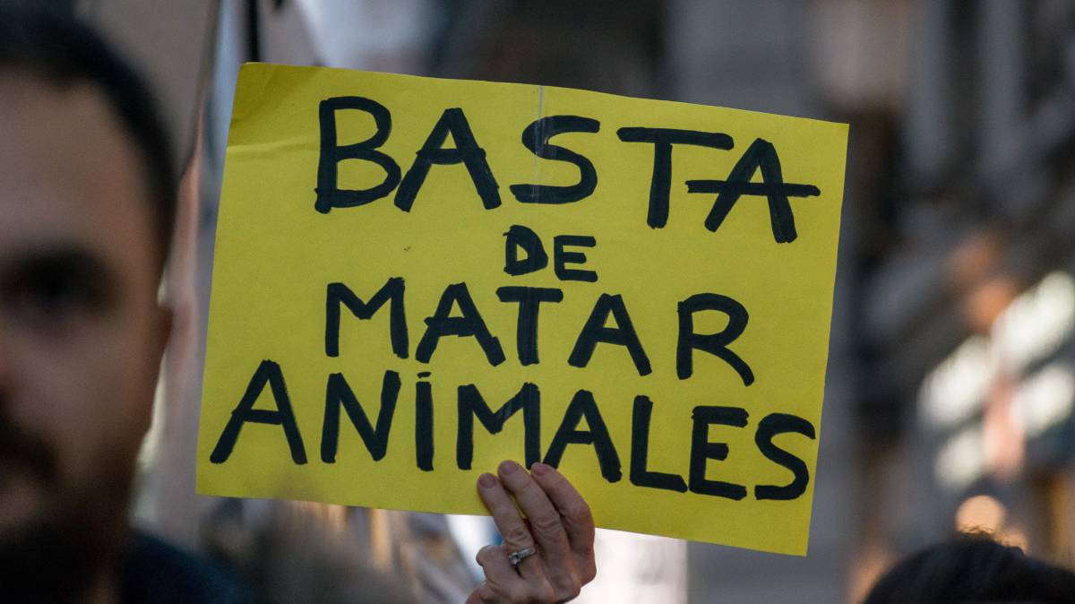 ¿Amas a los animales? Hazte ‘antiespecista’