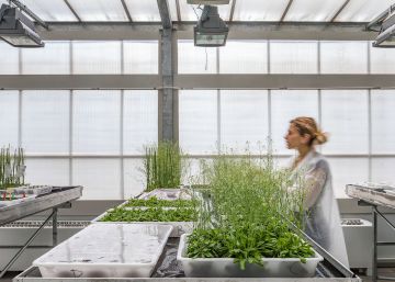 El Centro de Investigación en Agrigenómica crea plantas resistentes a la sequía más extrema