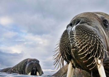 Fotografia, a melhor aliada da natureza