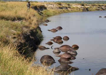 El extraño ahogamiento de 400 búfalos en la frontera entre Namibia y Botsuana