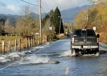Un grupo de salmones cruza una carretera de Washington aprovechando las fuertes lluvias