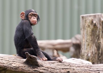 ¿Cuán predecible es la evolución?