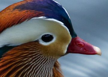 El misterioso pato mandarín que aparece y desaparece en Central Park