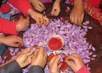 El ‘oro rojo’, un asunto de familia en Marruecos