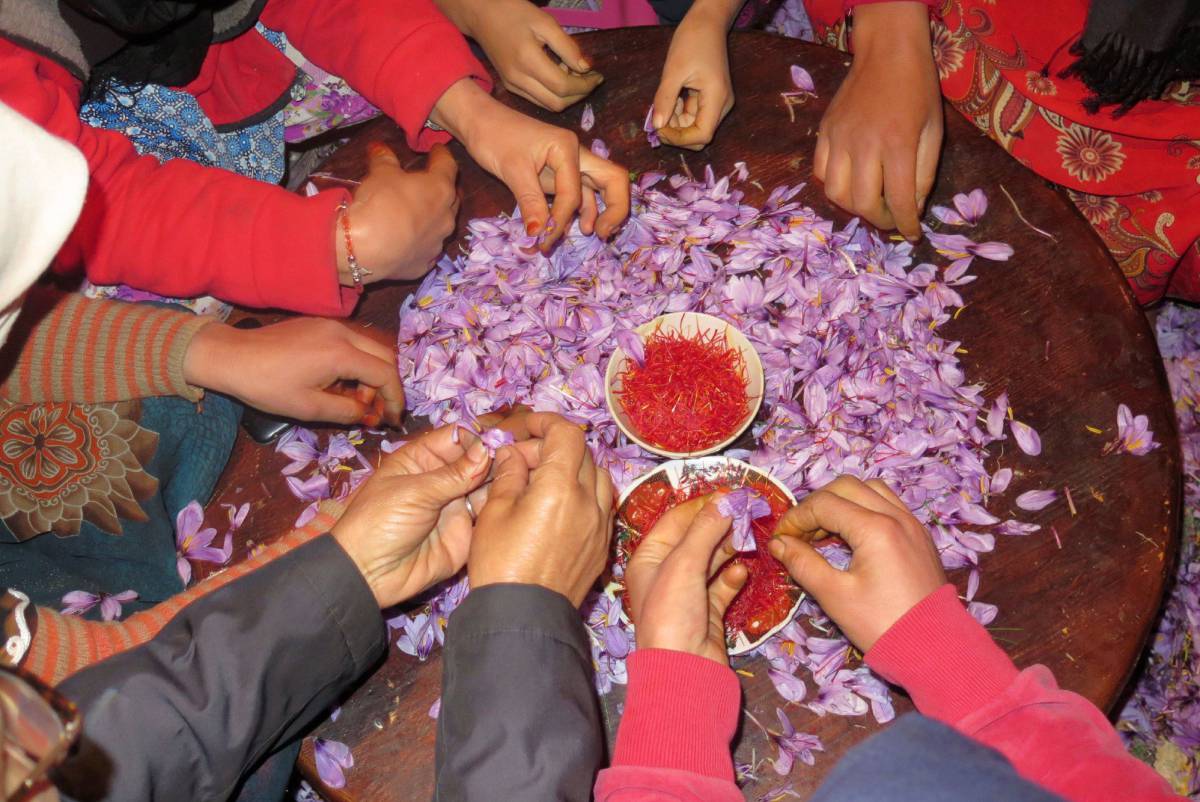 Toda la familia trabaja en otoño con las flores del azafrán en zonas montañosas de Marruecos.