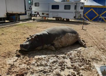 Una asociación animalista denuncia el estado “desolador” de los animales de un circo en Granada