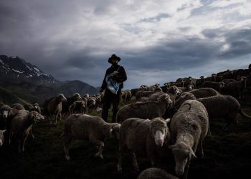 La vida de un pastor trashumante en los Alpes franceses, en imágenes