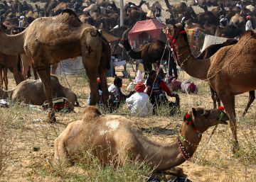 Festival do camelo de Pushkar: uma festa para os olhos do visitante