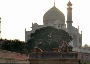 Un mono mata a un bebé de 12 días en India