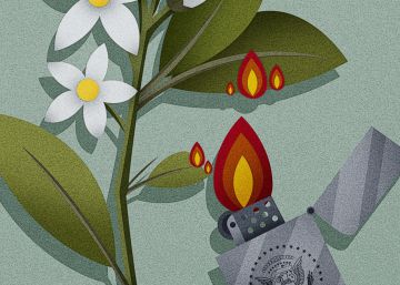 Palestina, nostalgia de la flor de azahar