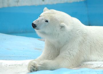 ‘Yupik’, la osa polar que murió en un zoo de México y ha provocado la indignación de los animalistas