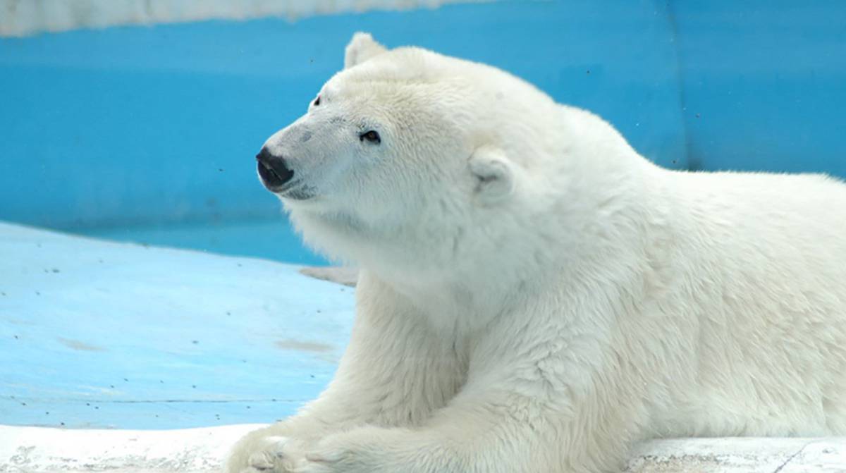 Yupik, en el zoológico de Benito Juárez.