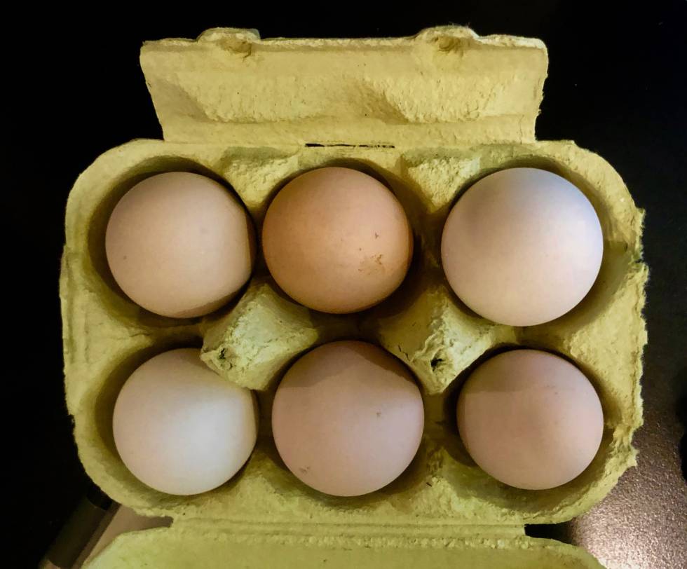HUEVOS RECIÉN PUESTOS DE LA GRANJA COBARDES Y GALLINAS CAPEL