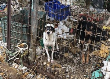 Entre basura, desnutridos o cerca de la asfixia: rescatados 16 perros en Málaga