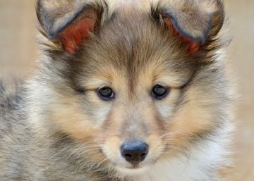 Un perro muere tras ser arrojado por un balcón en Bilbao