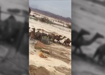 Camellos en apuros