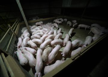 ¿Quién es el animal en esta película?