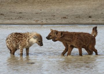 Así manda una de las pocas hembras dominantes del mundo animal