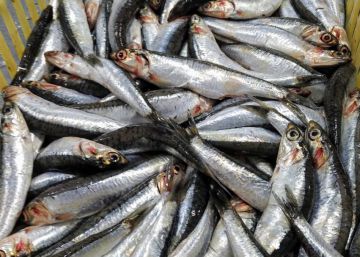 De repente, la anchoa argentina