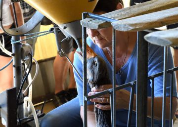 La Tate Modern retira el ‘foie-gras’ de su menú tras un vídeo que muestra cómo se fuerza a comer a los gansos