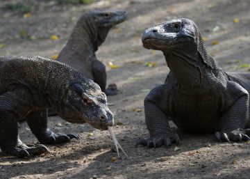 500 dólares por ver un dragón de Komodo