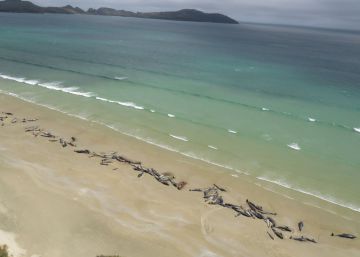 145 ballenas han sido halladas muertas en una playa de Nueva Zelanda