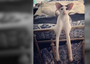 Un gato con largas extremidades sorprende a miles de internautas