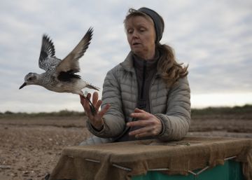 O estuário de Wash, um lar de passagem para as aves migratórias