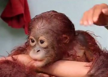 El baño de un bebé orangután conquista las redes