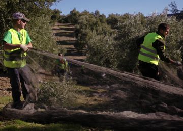 Los jóvenes jornaleros andaluces: “No somos unos vagos, aquí solo nos queda el campo, pero no queremos irnos”