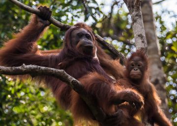 Las orangutanas hablan del pasado a sus crías