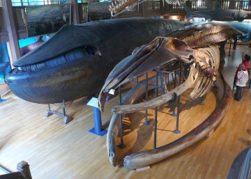 El vientre de la ballena de Malm