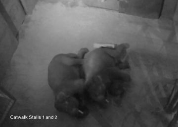 Los elefantes machos que duermen haciendo la ‘cucharita’ en el zoo de Denver