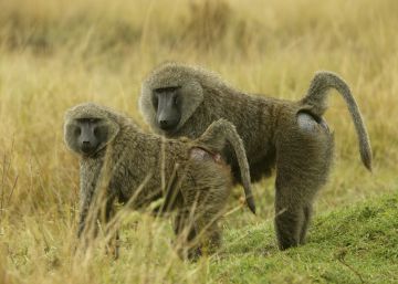 Dos monos sobreviven más de seis meses con corazones de cerdo